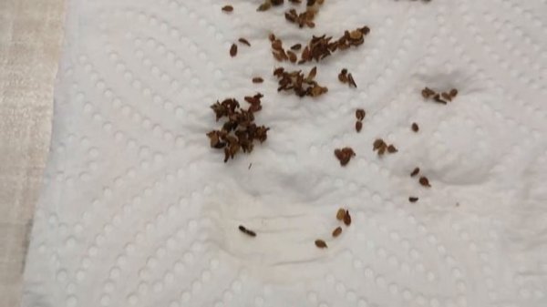 КАК СЕЮ МОРКОВЬ, ЧТОБЫ БЫСТРО И ДРУЖНО ВЗОШЛА