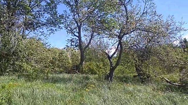 Санкт-Петербург им.Бобочино пос.Поляны(стар.назв.Церковная деревня(Мозjгопи))Россия лета2021(7530) смотреть онлайн