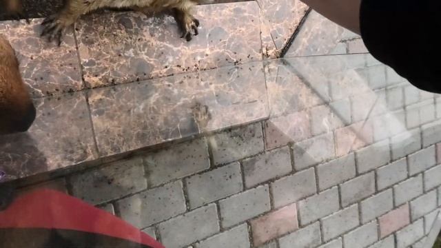 Байбаки с криком и урчанием требовали клубничку) Baibaks, shouting, rumbling, demanded strawberries смотреть онлайн