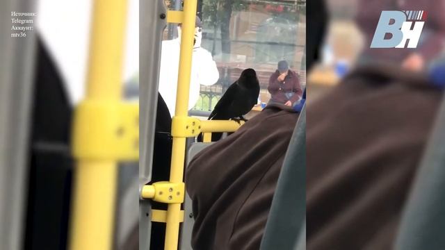 В воронежской маршрутке заметили шикарного кондуктора Жорика смотреть онлайн