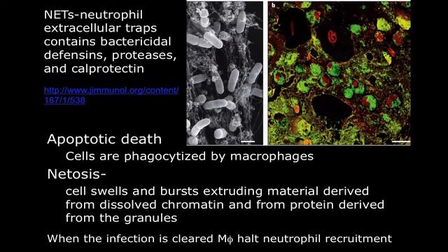 Immunology: Neutrophil Mechanisms смотреть онлайн