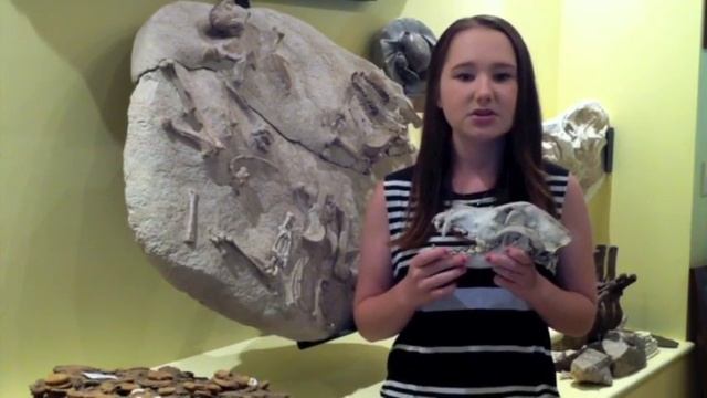 Ancient DNA Analysis Affirms the Canid from Altai as a Primitive Dog смотреть онлайн