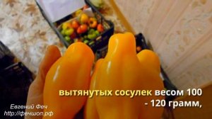 Сорта помидоров Сибирский тигр, Эрос, Аппетитный темный