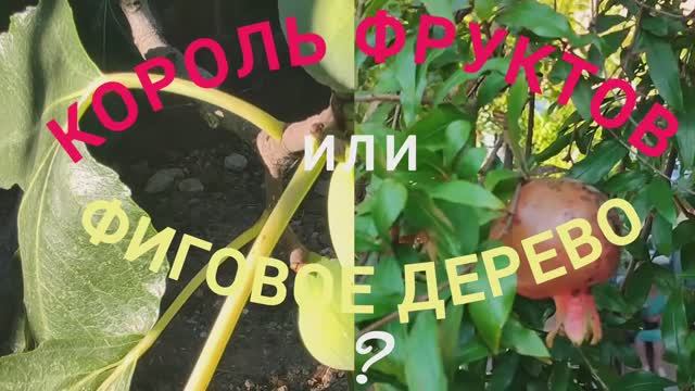 КОРОЛЬ ФРУКТОВ ИЛИ ФИГОВОЕ ДЕРЕВО. ПУТЕШЕСТВИЯ ПО СОЧИ. 04.09.2024г. смотреть онлайн