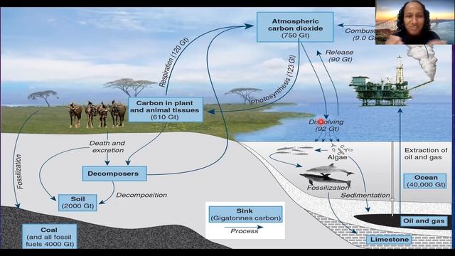 Carbon Cycling (PA 20/05/2020) смотреть онлайн