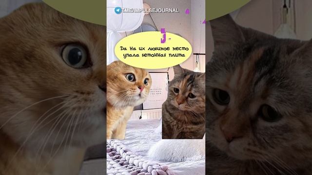 Сплетни #мыкотики #вмем #разговор #анекдот #шутки #кот #юмор #смешное #прикольно #мемы #cat смотреть онлайн