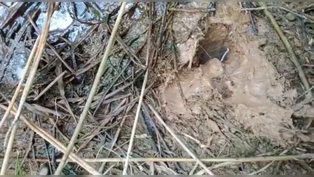 Mancing belut di rawa betotannya ganas ganas, ini serunya mancing belut,,, смотреть онлайн