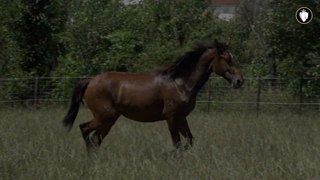 Horse for Sale | 2YO Lusitano filly with athletic looks (REF#759) смотреть онлайн