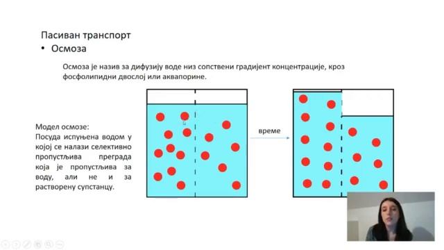 SŠ I - Biologija, 37. čas – Transport kroz ćelijske membrane... obrada смотреть онлайн