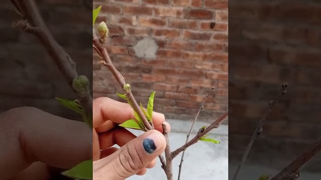 Peach 🍑 plant is on fruiting 💥💥 смотреть онлайн
