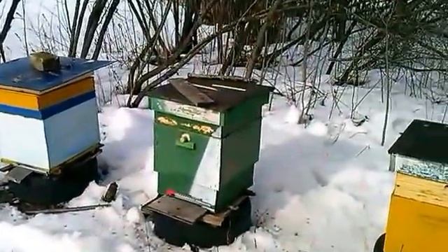 Пчеловодство. Облёт пчёл 2017 года.