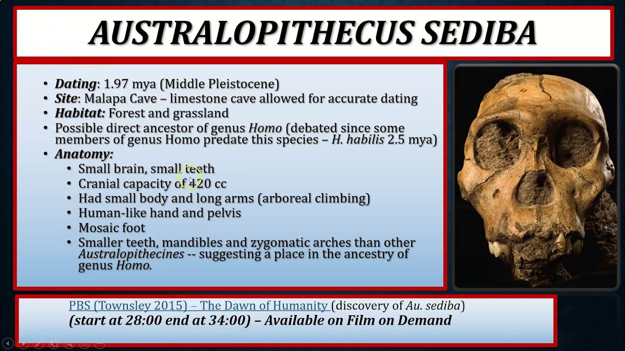 The Australopiths and Early Members of Genus Homo (Part I) смотреть онлайн