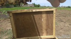 Пересадка роя пчел из ловушки в улей 03.06.2018