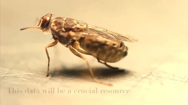 Tsetse Genome - A Scientific Breakthrough смотреть онлайн
