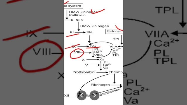 Coagulation cascade- Intrinsic mechanism смотреть онлайн