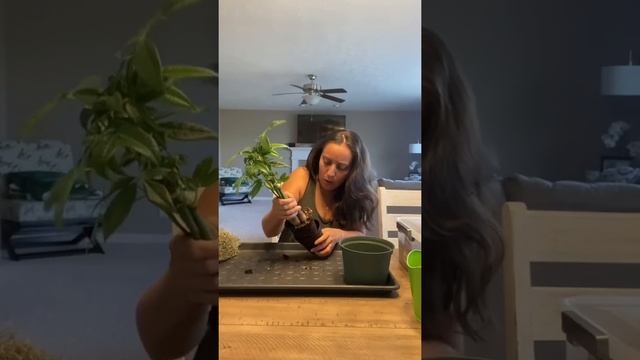 Money plant repot #moneyplant #plantgrowth #repotting #plantcare #plantcaretips смотреть онлайн