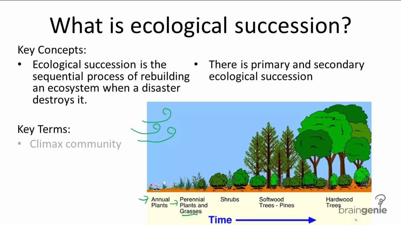 16.1.4 What is ecological succession смотреть онлайн