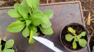 Лечение хлороза петунии. Хлороз на рассаде. Хлорозит рассада. Желтеют листья петунии.