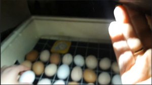 Инкубация куриных яиц 12й день!/Продолжаем наблюдения!