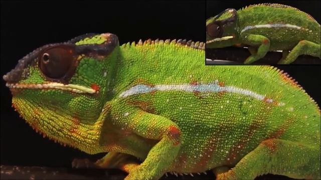 How Chameleon Color Changing Works!