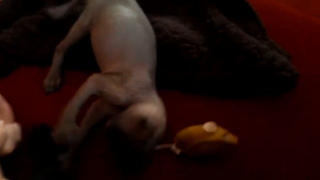 Our brand new baby Spinx kitten. смотреть онлайн