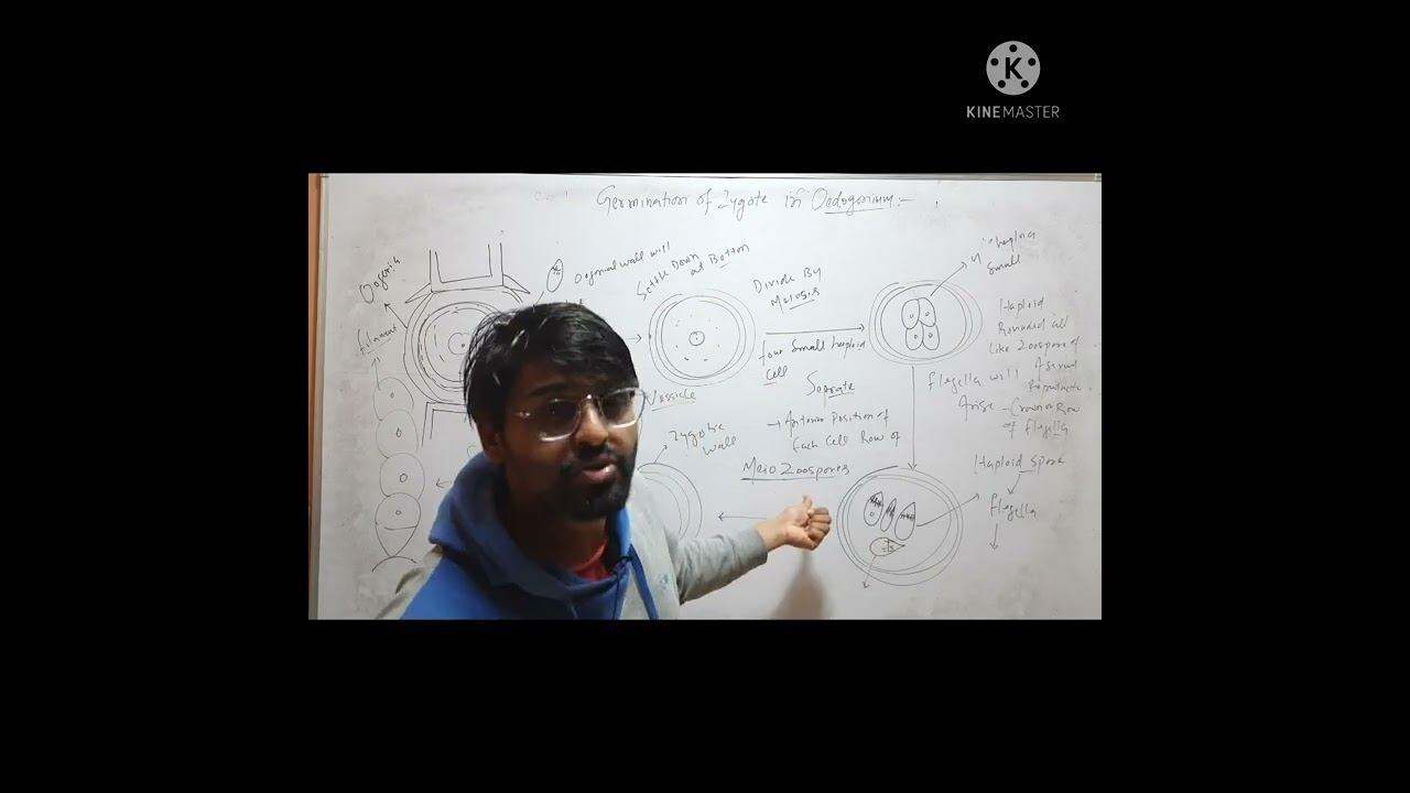 Meiozoospore of Oedogonium смотреть онлайн