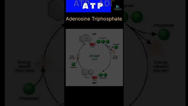 What is ATP and where it is stored classX #science смотреть онлайн