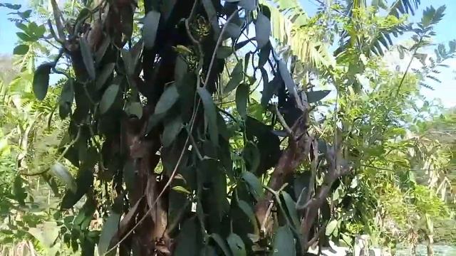 Beautiful Vanilla Garden Growing at Belmont Estate смотреть онлайн
