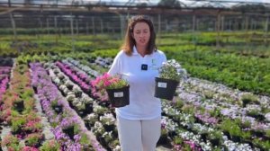 Флокс шиловидный. Уход, обрезка для пышного цветения. Обзор лучших сортов флокса шиловидного.