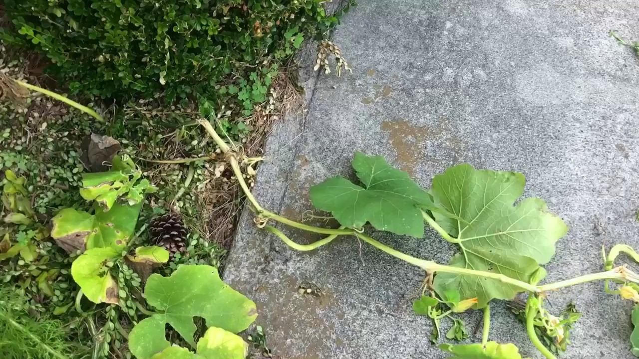 Squash Plant or Cantaloupe Growing in the Wild? смотреть онлайн