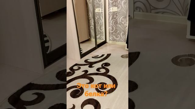 #кот или белка?#смешные коты смотреть онлайн