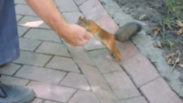 Белочка прячет орешки! смотреть онлайн