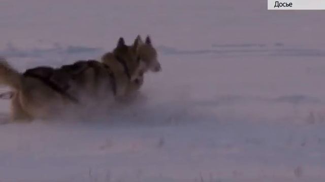 Более 200 собак привезли на соревнования «Стрела Ульгеня» смотреть онлайн