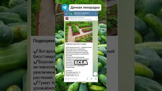 Дайте своим огурцам СОДУ: вы не пожалеете #огород #дача #подкормка смотреть онлайн
