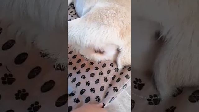 Bladder Expression with Bella the dog - Wiping Method смотреть онлайн