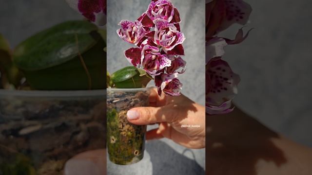 Миниатюрные орхидеи: Formosa Cranberry ‘Pudding’ и Aroma 68 🤩 | Формоза Крэнберри Пудинг и Арома 68 смотреть онлайн