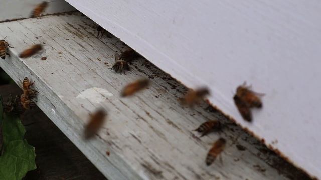 Summer honey flow is in full effect! | Red Barn Honey Bees смотреть онлайн
