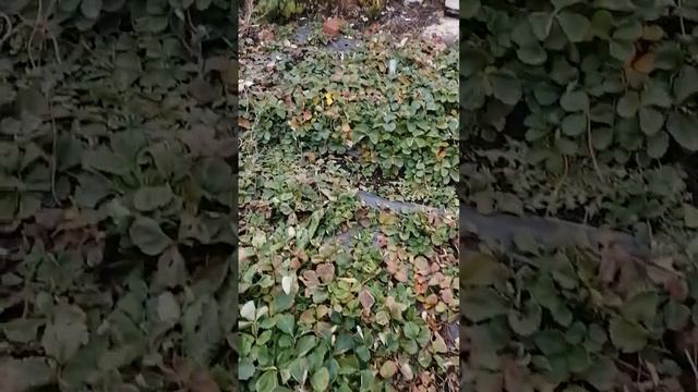 Клубника зимует без укрытия. смотреть онлайн