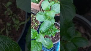 Гортензия крупнолистная в марте.Пересадка,черенкование.