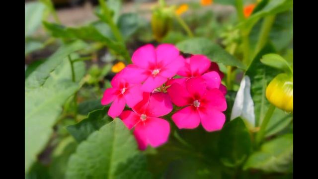 Молчаливая королевна. Чешская сказка смотреть онлайн