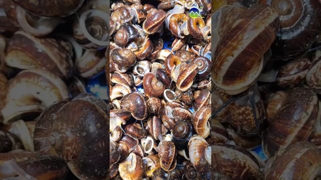 Ốc Tây Ninh tập 223 🐌 Bạn đã ĂN thử ỐC NÚI TÂY NINH chưa?!! #short смотреть онлайн