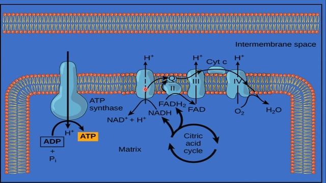 Class XI-Respiration in Plants||Lecture 3||Electron transport chain||Oxidative phosphorylation||ATP смотреть онлайн
