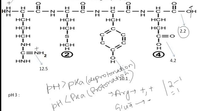 Most easy way to calculate the charge on protein at different pH смотреть онлайн
