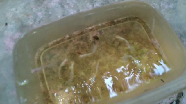 How to Raise Guppy Fry Successfully #7 | transfering my albino Blue Topaz for mass breeding смотреть онлайн