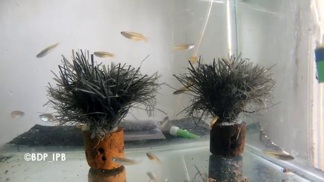 Spawning Behaviour of Pseudomugil paskai смотреть онлайн