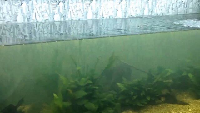 New tank setup - Juwel Rio 400 step by step from start to finish смотреть онлайн