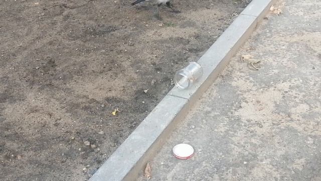 Hooded crows and a glass jar. Part 2 \ Взрослые и молодые вороны и стеклянная банка. Часть 2 смотреть онлайн