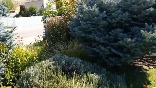 Growing Mexican Feather Grass смотреть онлайн