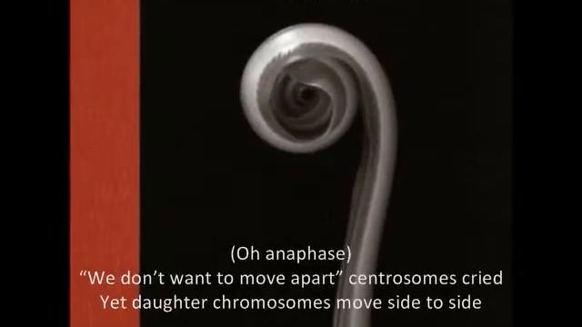 AP Bio Beauty of Mitosis смотреть онлайн