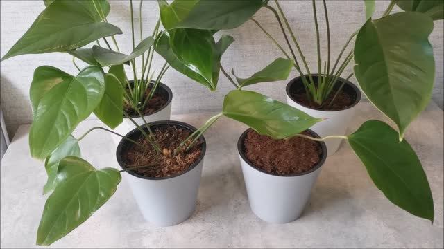 Получаем четыре антуриума из двух растений смотреть онлайн